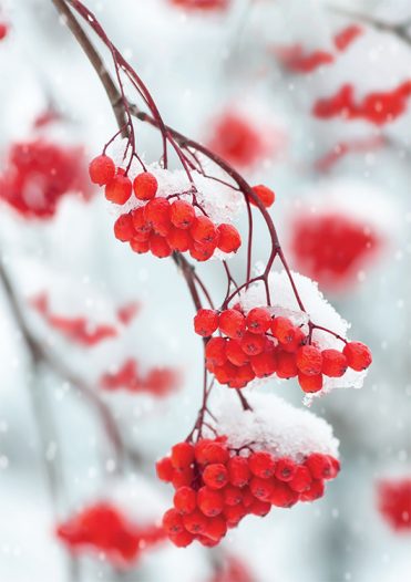 1675 - Red Berries Branded Christmas Card