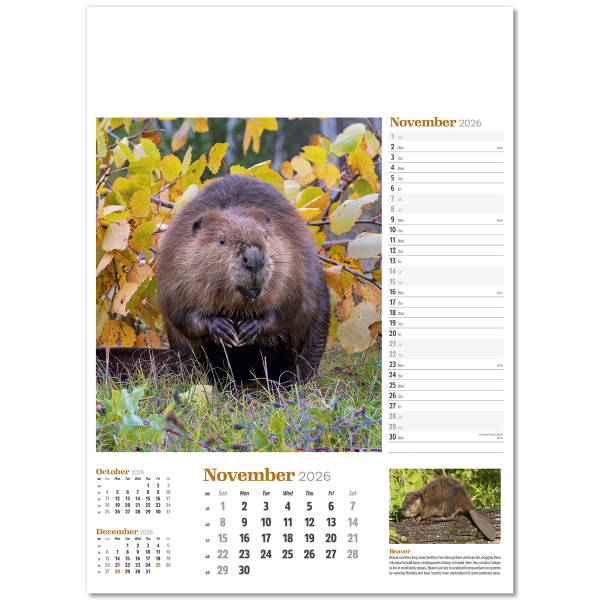 Wildlife in Britain Wall Calendar